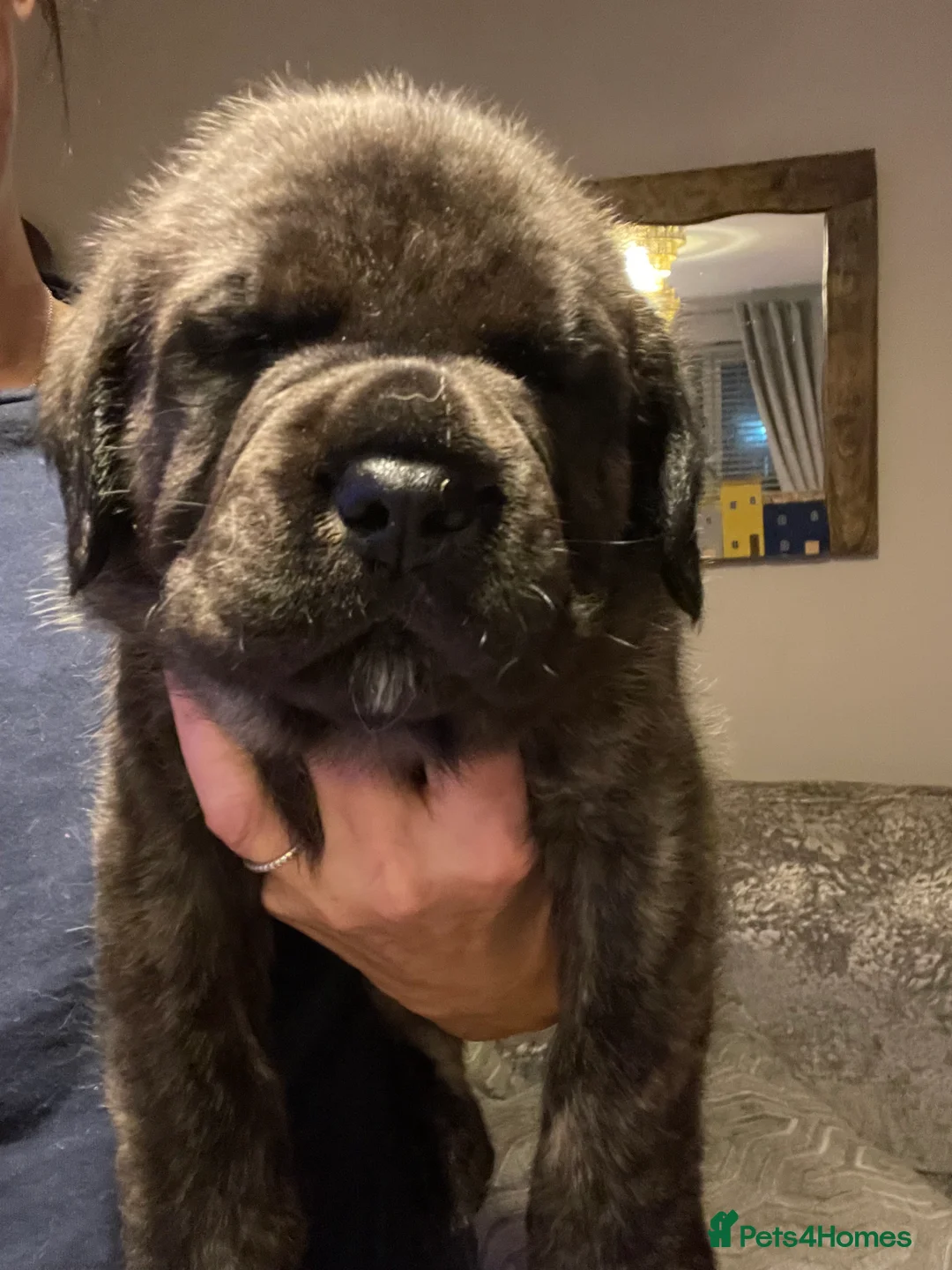 Mastiff dogs for sale: Outstanding English Mastiff - Advert 15