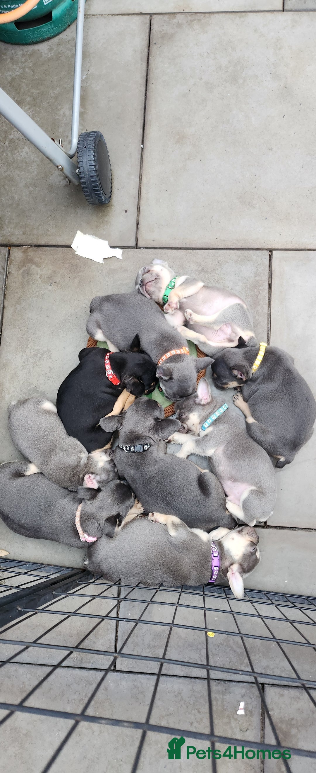 French Bulldog dogs for sale: Only 4 pups left, this weekend £900 - Image 14