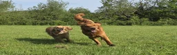 Golden Retriever dogs for stud: Genetically clear of all diseases  - Advert 10