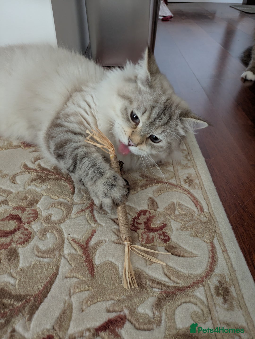 Siberian cats for sale: 1yr unneutred Neva masquerade Male Siberian - Advert 5