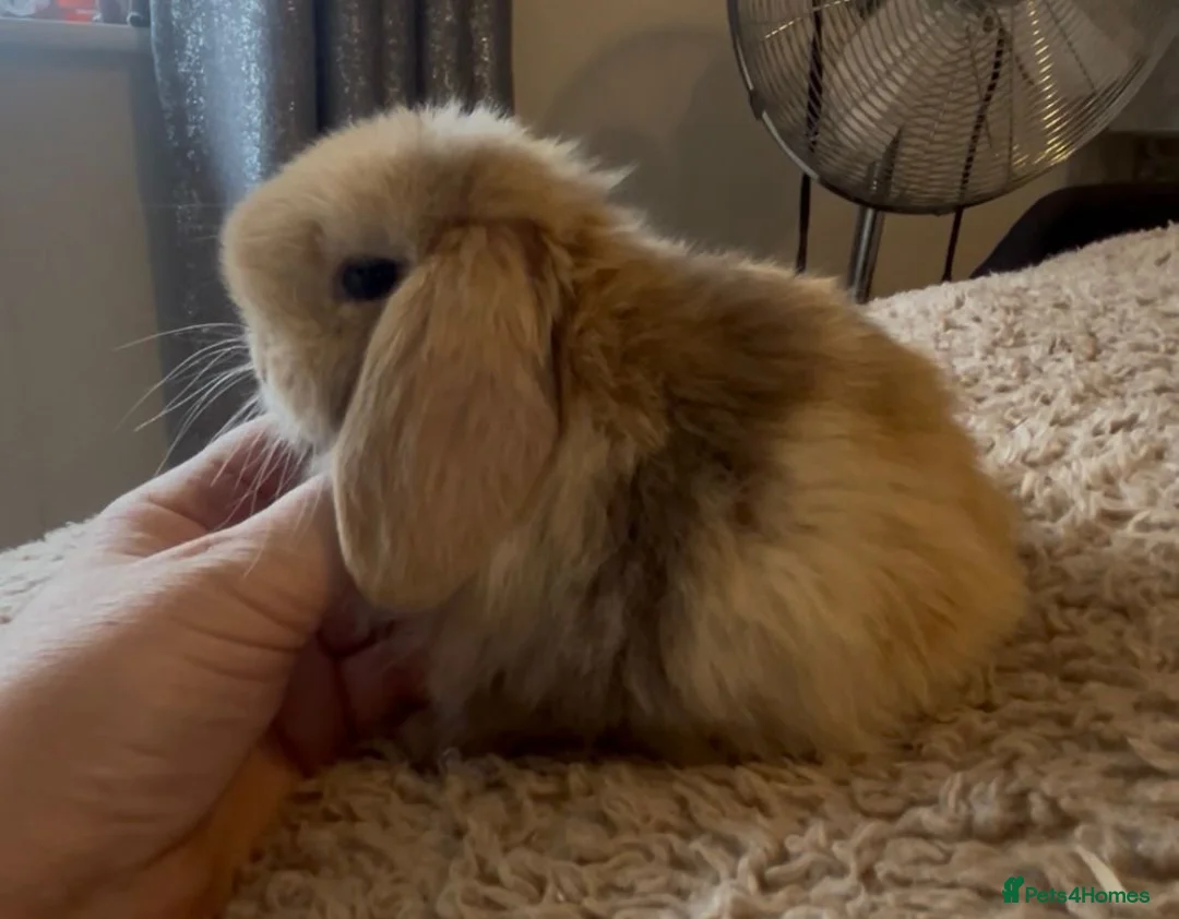 Mini Lop rabbits for sale: PEDIGREE MINI LOP BABIES READY TO RESERVE  - Advert 7