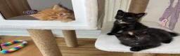 Mixed Breed cats for sale: Kittens  in Hull - Advert 2