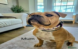 Olde English Bulldogge dogs for sale: Olde english bulldog  - Image 21