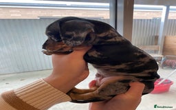 Miniature Dachshund dogs for sale: Forever home mini doxies for perfect families - Image 3