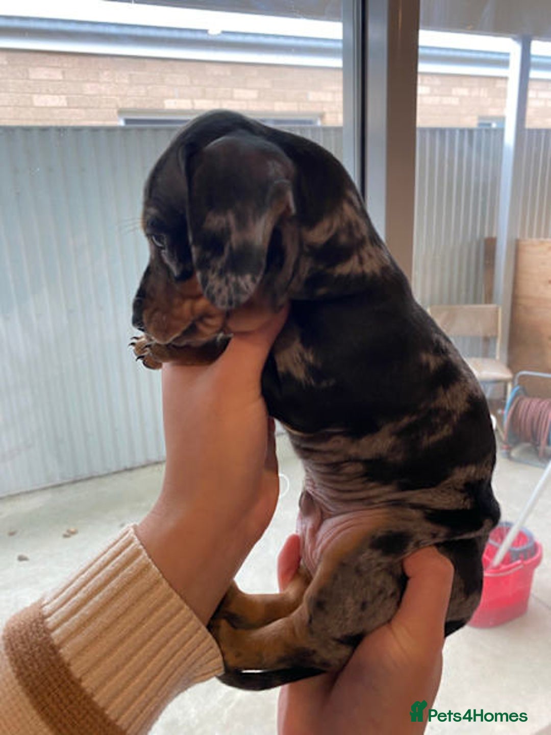 Miniature Dachshund dogs for sale: Forever home mini doxies for perfect families - Image 3