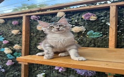 Maine Coon cats for sale: Russian bloodline Maine Coon Kittens 20+Gen! 🏆 - Image 38