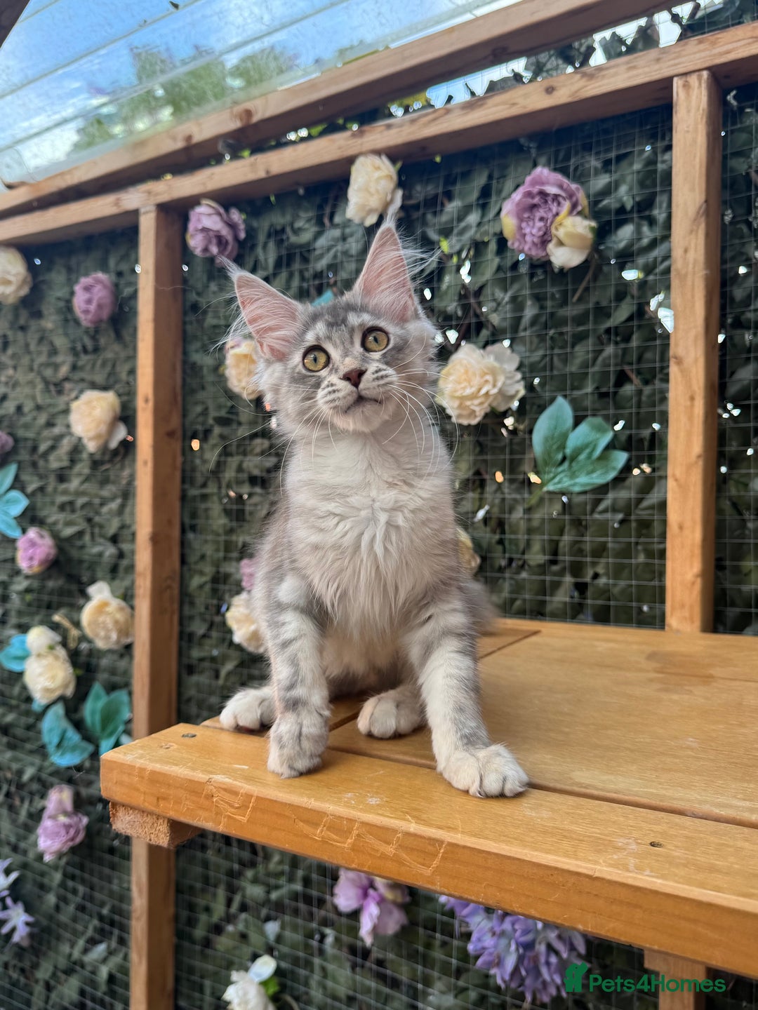 Maine Coon cats for sale: Russian bloodline Maine Coon Kittens 20+Gen! 🏆 - Image 38