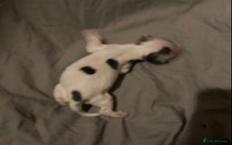 Cocker Spaniel dogs for sale: ‘Show Type’ Cocker Spaniel Puppies. KC Registered. - Image 21