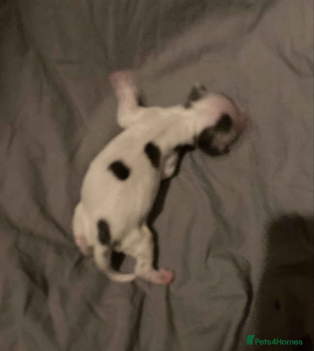 Cocker Spaniel dogs for sale: ‘Show Type’ Cocker Spaniel Puppies. KC Registered. - Image 21