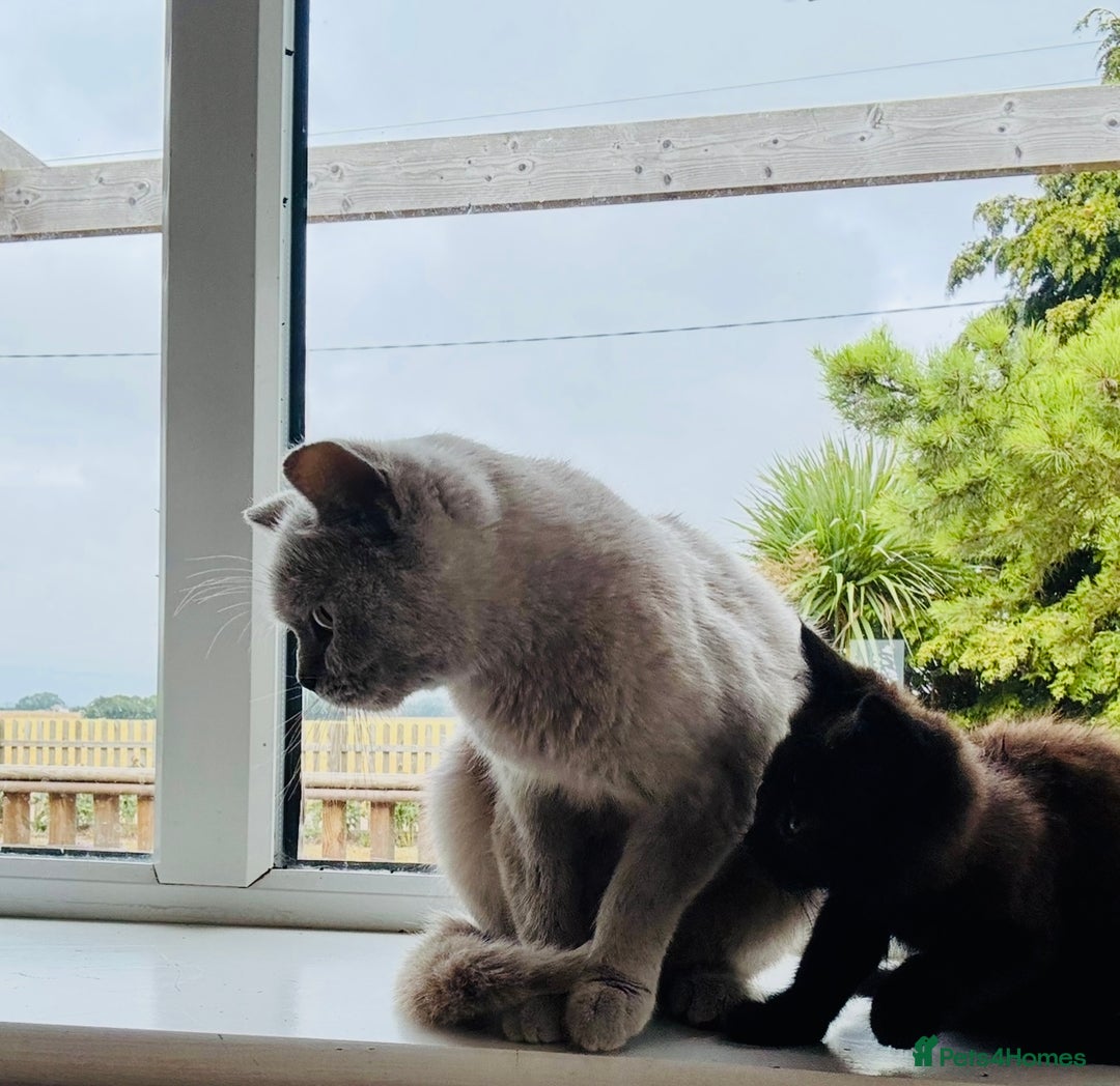 British Shorthair cats for sale: Adorable BSH kittens  - Image 6