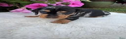 Dachshund dogs for sale: Standard wire haired dapple dachshund  in Worcester - Advert 8