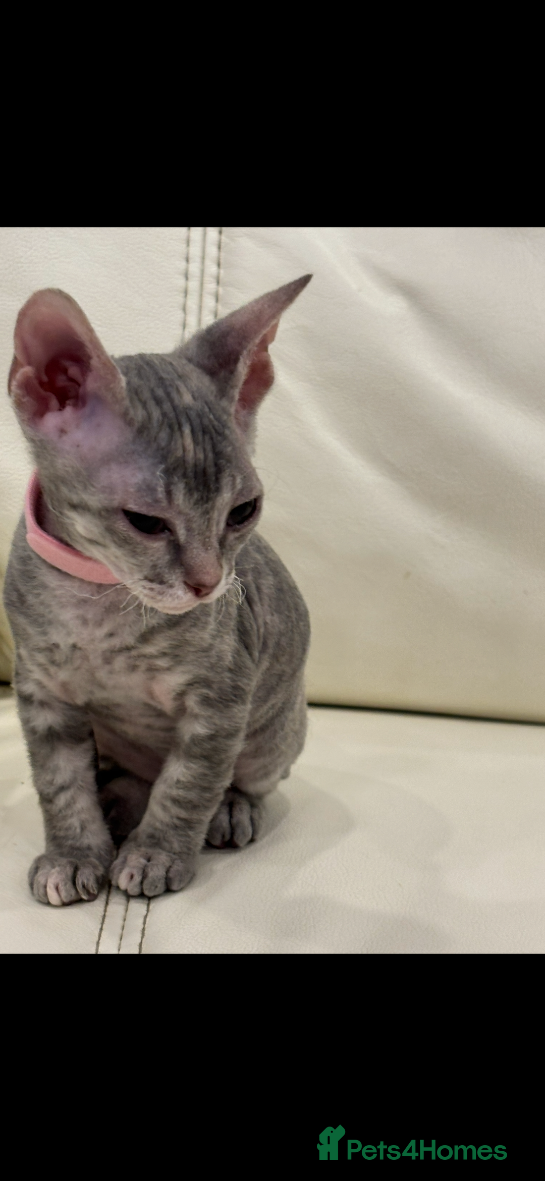 Sphynx cats for sale: Donskoy - Advert 32