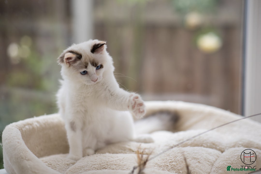 Ragdoll cats for sale: Rare colour GCCF kittens from Champion lines - Image 8
