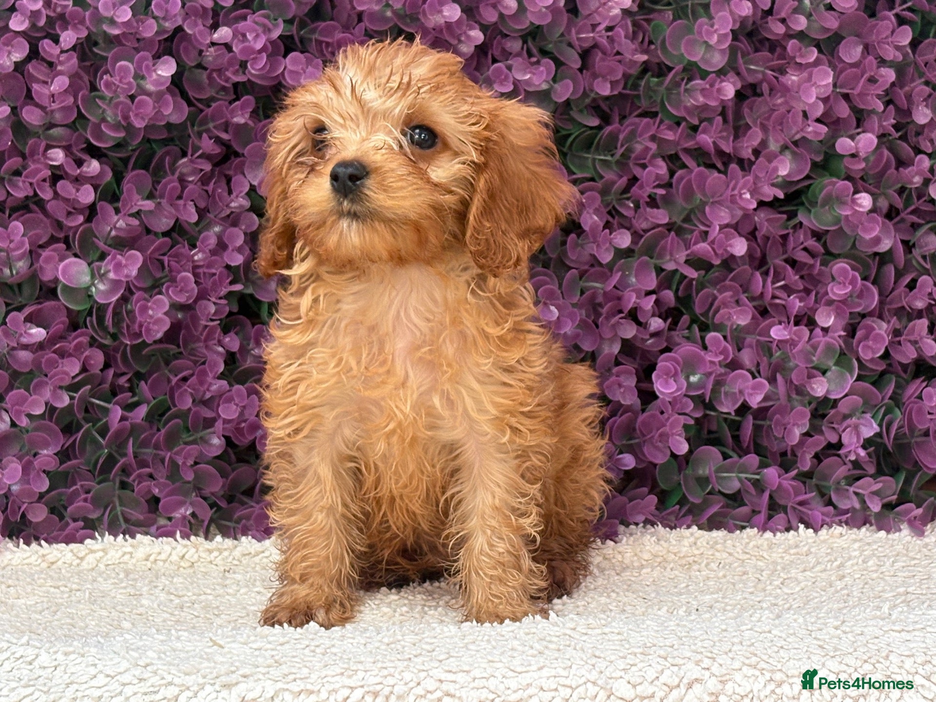 Cavapoo dogs Toy Cavapoo Pups DNA Health Tested & CLEAR 🧬 - Advert 3