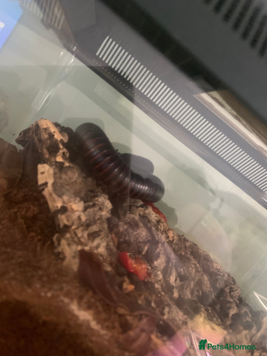 Millipedes invertebrates for sale: African Millipede For Sale 🐛 - Advert 1