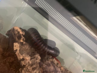 Millipedes invertebrates African Millipede For Sale 🐛 - Advert 14