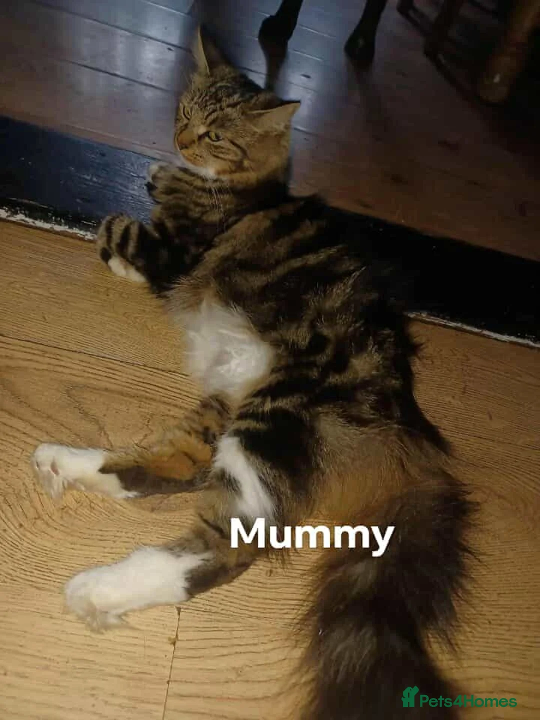 Maine Coon cats for sale: Adorable fluffy beautiful babys - Advert 1