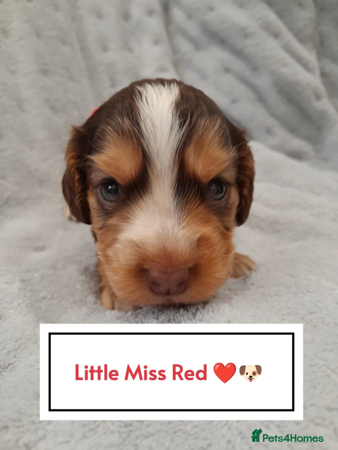 Cocker Spaniel dogs for sale: ❤️ 🐶Beautiful Show Type Cocker Puppies🐶❤️  - Advert 29