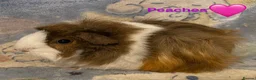 Guinea Pig rodents for sale: Gorgeous baby Guinea pigs - Advert 14