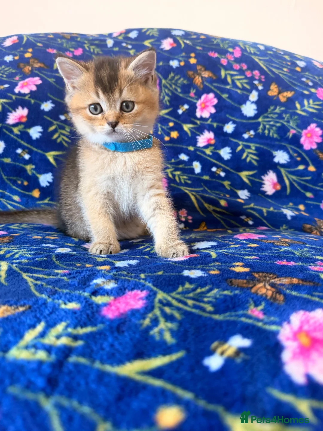Scottish Fold cats for sale:  3 Beautiful Scottish Fold kittens left - Advert 2