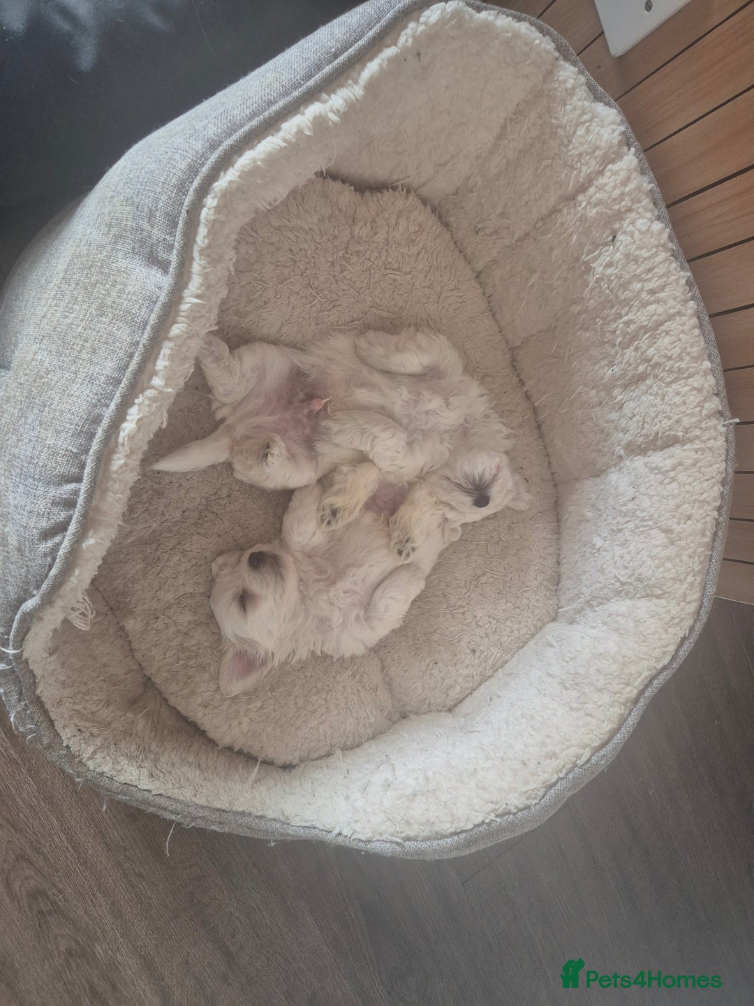 Bichon Frise dogs for sale: 4 boys and 1 girl. - Image 13