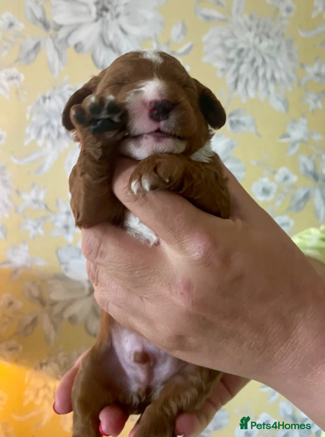 Cockapoo dogs for sale: Absolutely Stunning & Unique Cockapoo Pups! - Advert 27