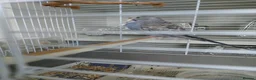 Budgerigars birds for sale: Young budgie  - Advert 4