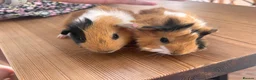 Guinea Pig rodents for sale:  Gorgeous Baby Guinea Pigs - Advert 3