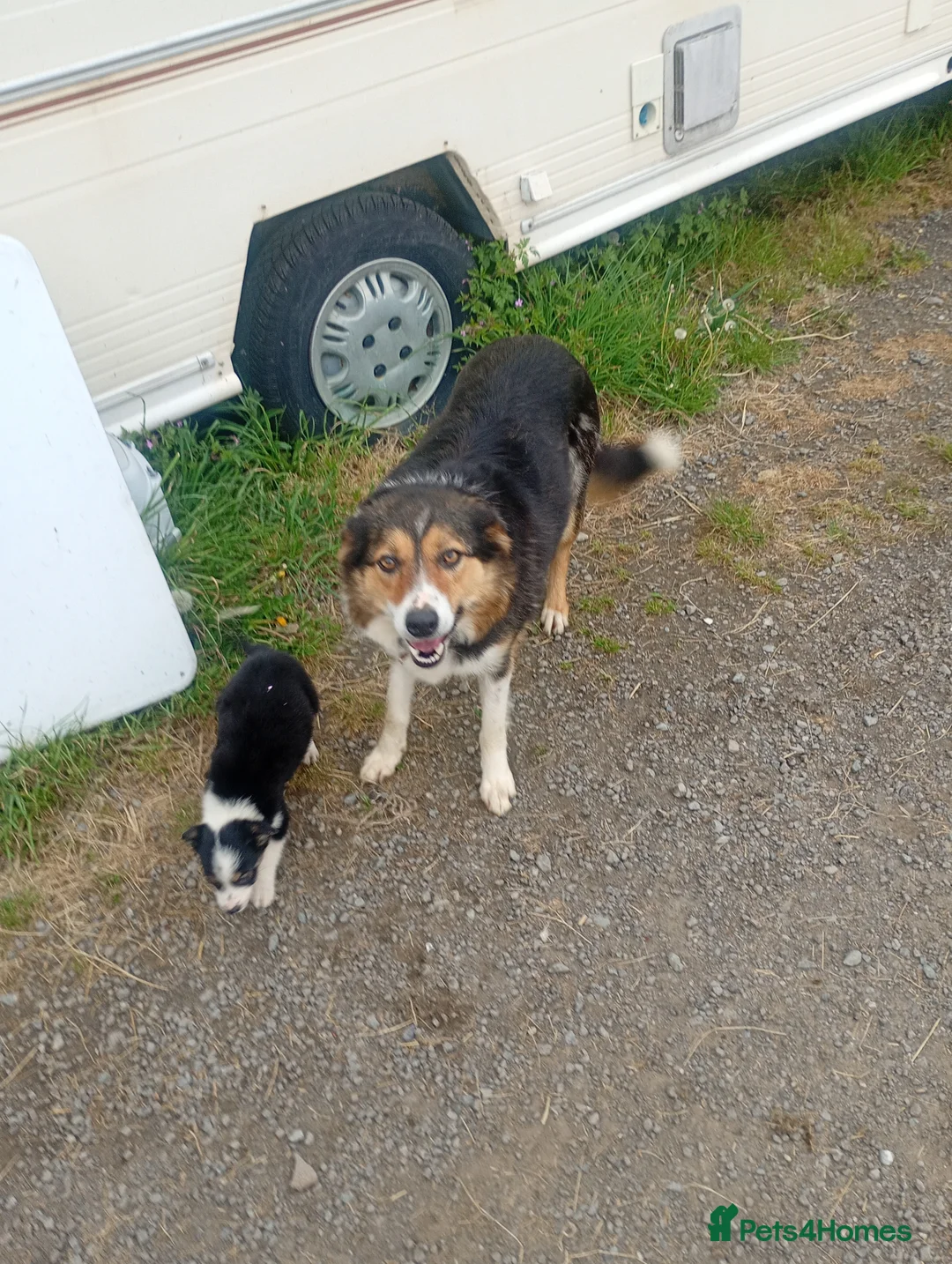 Border Collie dogs for sale: Beautiful Tri coloured collie puppies for sale - Advert 2