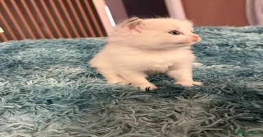 Ragdoll cats - Advert 13