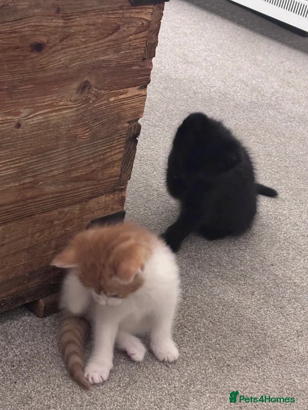 Mixed Breed cats for sale: Gorgeous moggy kittens for sale  - Advert 5