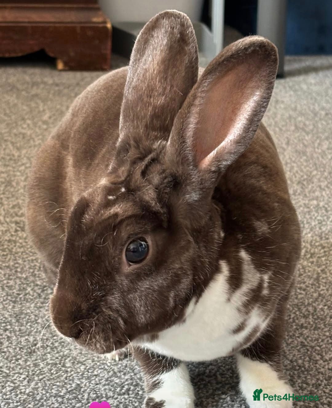 Rex rabbits Mini Rex Rabbit Male - Advert 1