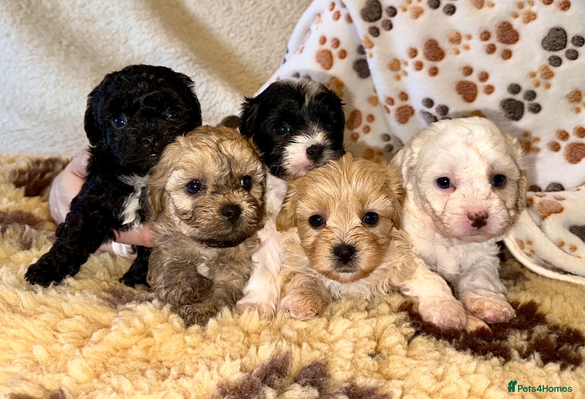Mixed Breed dogs Beautiful Litter of Shihpoochon Puppies - Advert 1