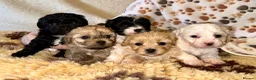 Mixed Breed dogs for sale: Beautiful Litter of Shihpoochon Puppies - Advert 1