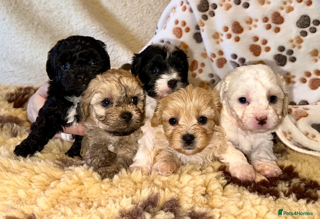 Mixed Breed dogs for sale: Beautiful Litter of Shihpoochon Puppies - Advert 1