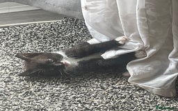 Mixed Breed cats for sale: Bengal cross - Image 1