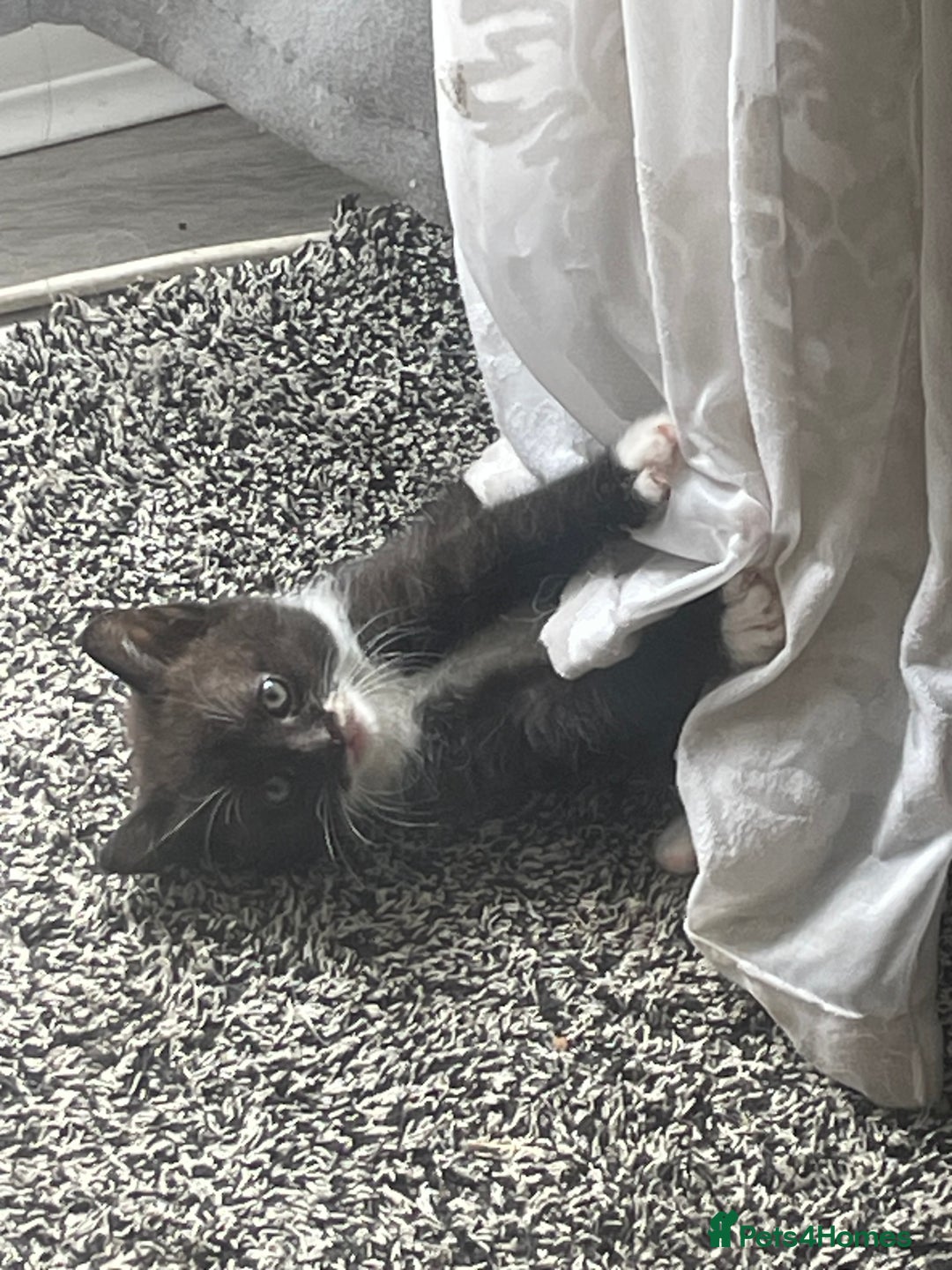 Mixed Breed cats for sale: Bengal cross - Image 1