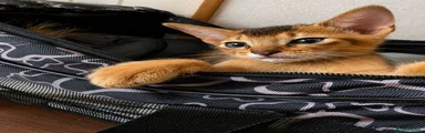 🧡 Ruddy Abyssinian Boy 🧡 Armani