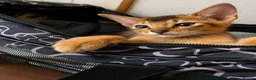 Abyssinian cats for sale: Abyssinian Kittens HCM Clear | Champion Bloodlines - Advert 30
