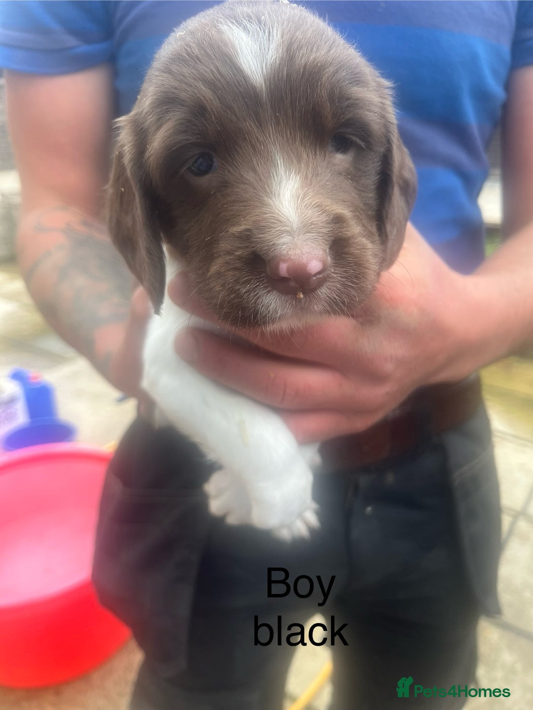 English Springer Spaniel dogs for sale: Kc registered English springer spaniel  - Image 9