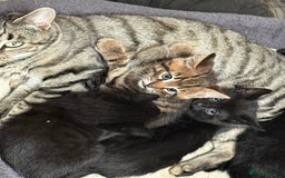Mixed Breed cats for sale: Beautiful Bengal X kittens - Image 4