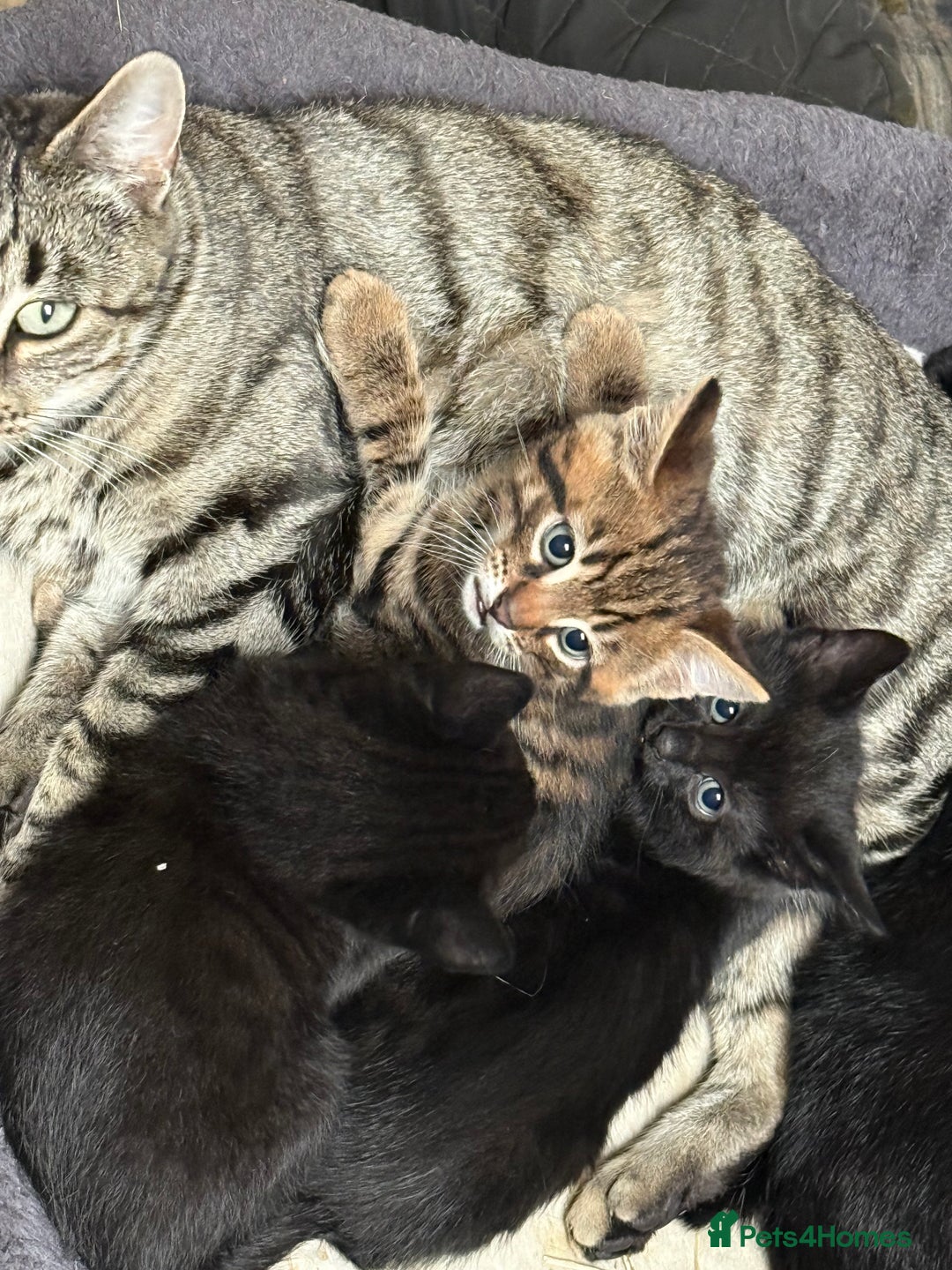 Mixed Breed cats for sale: Beautiful Bengal X kittens - Image 4