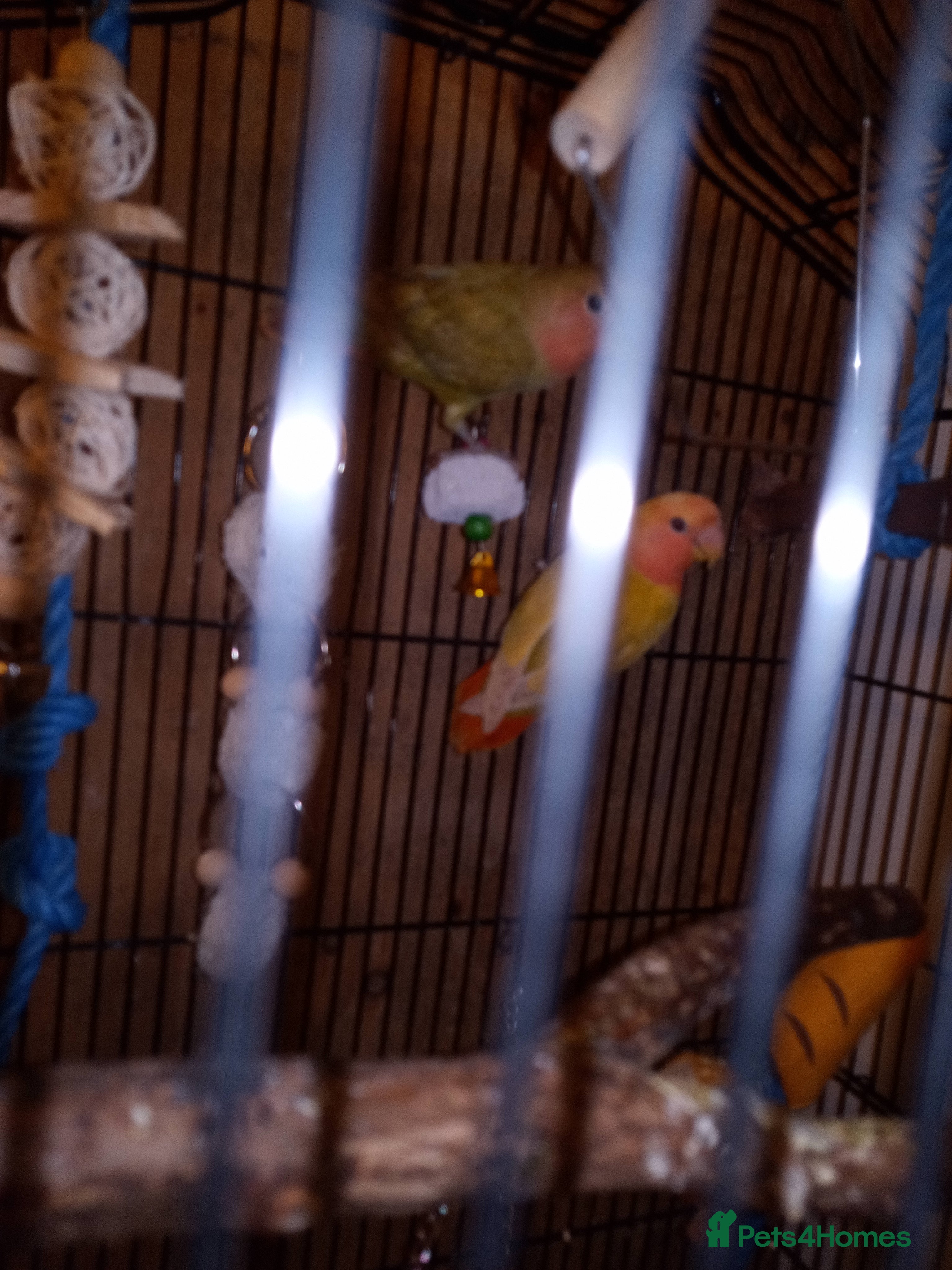 Lovebirds birds Pair of lovebirds with cage food,etc - Advert 3