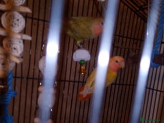 Lovebirds birds Pair of lovebirds with cage food,etc - Advert 16