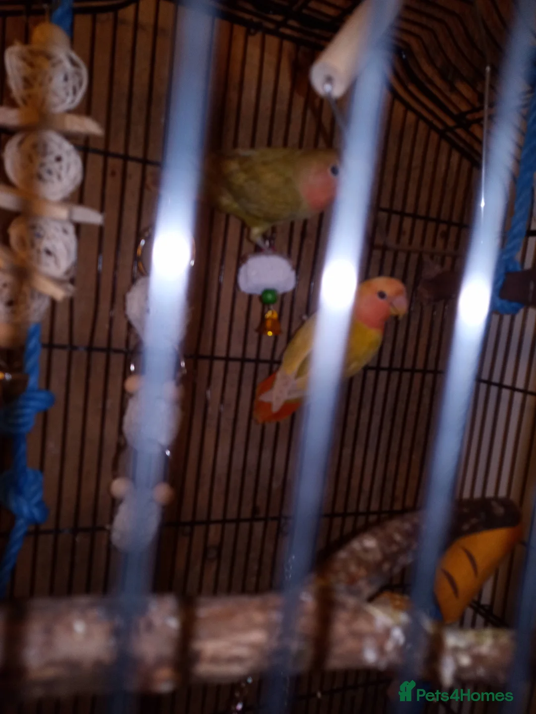 Lovebirds birds for sale: Pair of lovebirds with cage food,etc - Advert 1