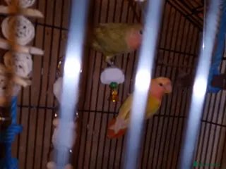 Lovebirds birds Pair of lovebirds with cage food,etc - Advert 12