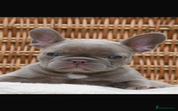 French Bulldog dogs for sale: Beautiful litter of 8 French bulldog puppies - Image 11