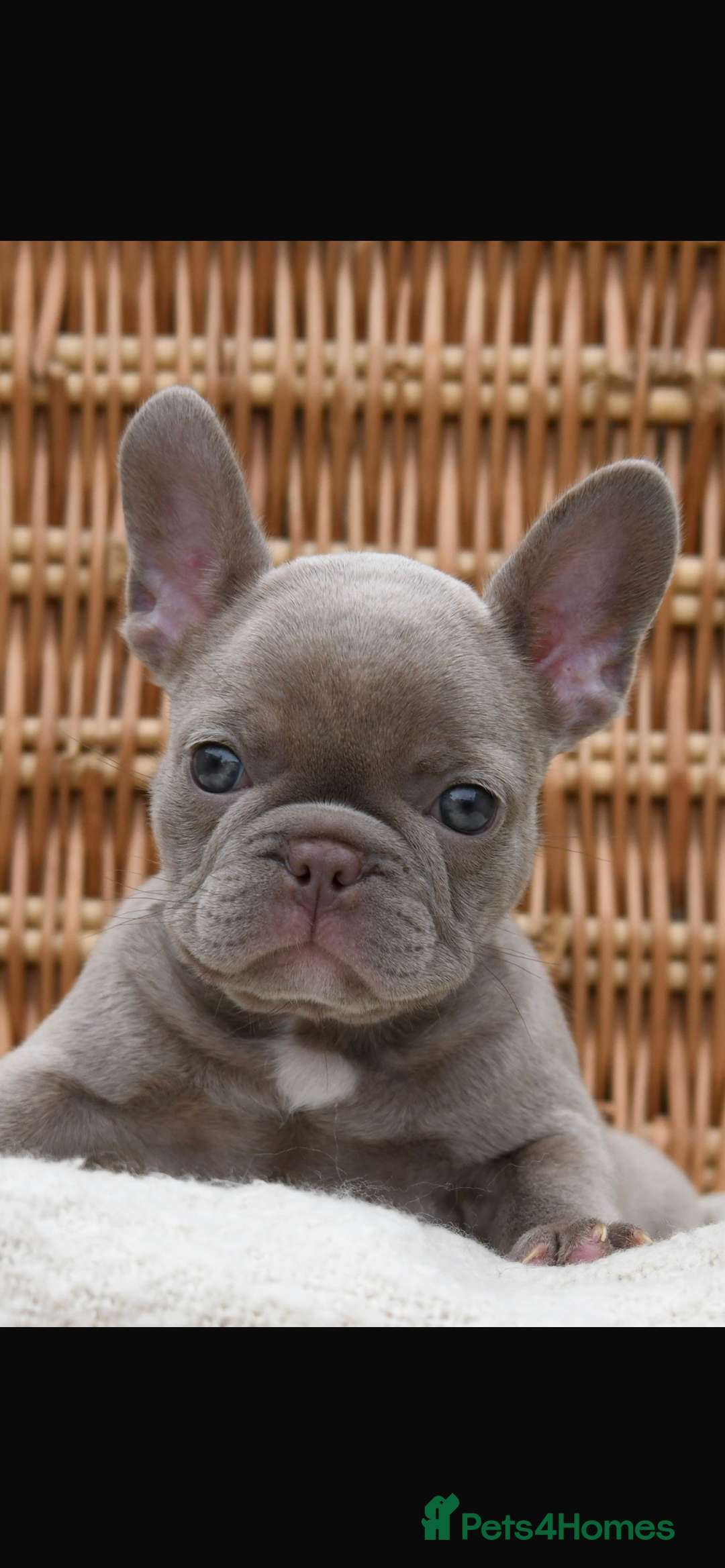 French Bulldog dogs for sale: Beautiful litter of 8 French bulldog puppies - Image 11