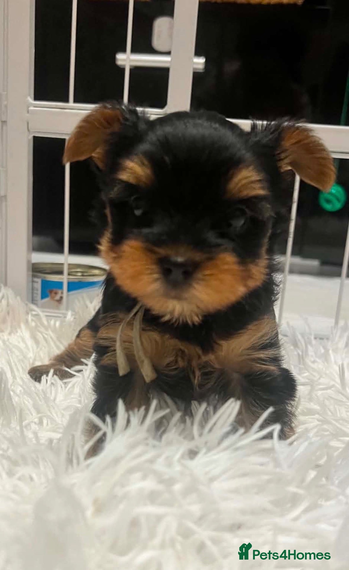 Yorkshire Terrier dogs 🐾✨  KC Registered Yorkshire Terrier Puppies ✨🐾   - Advert 2