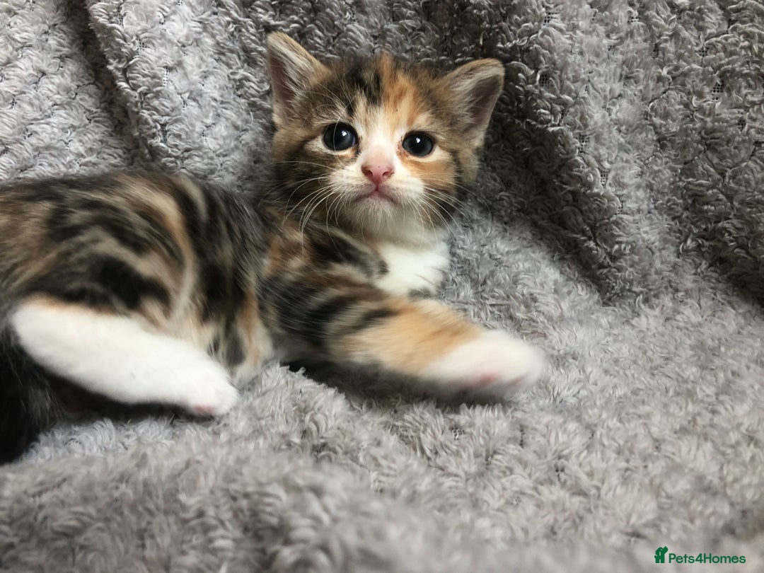 Mixed Breed cats for sale: Gorgeous Tabby kittens 7 weeks old  - Image 13